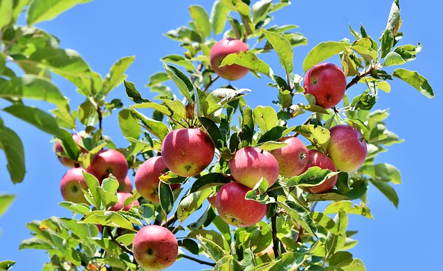 granny-apples-640x480-10631283.jpeg