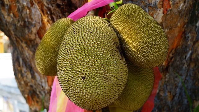 Granny Jackfruit