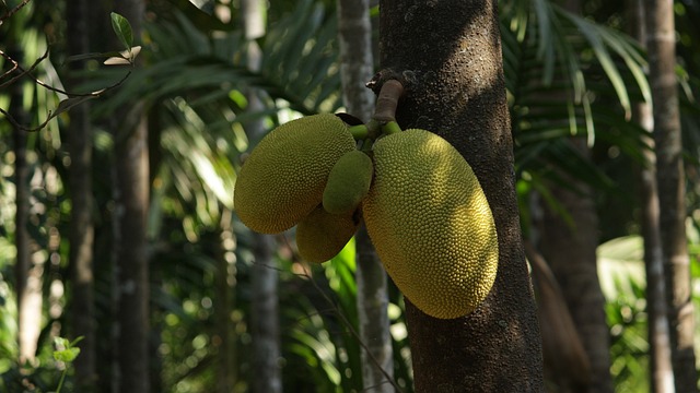 Granny Jackfruit