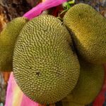 granny-jackfruit-640x480-40402584.jpeg