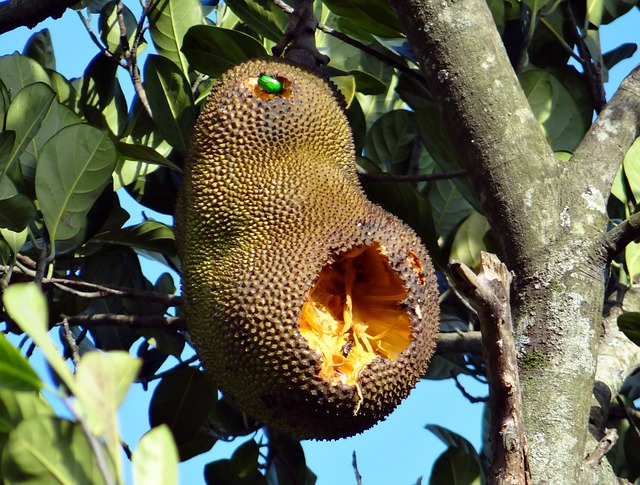 Granny Jackfruit