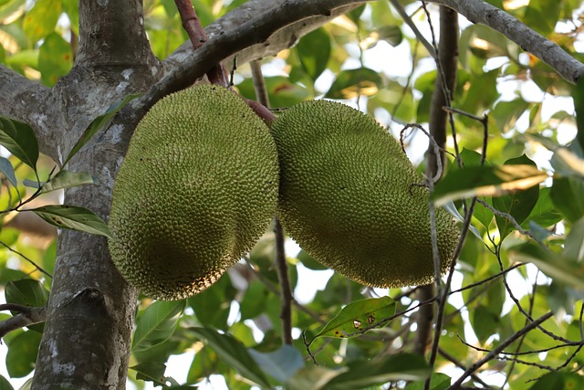 Granny Jackfruit