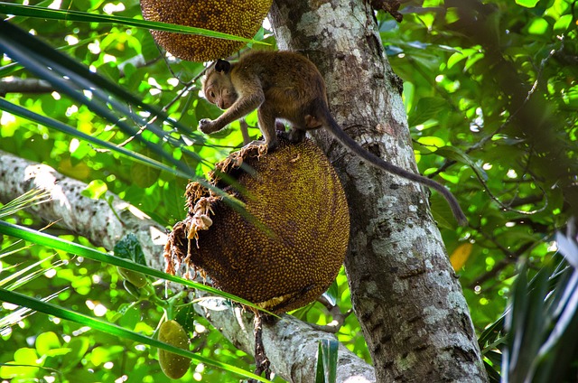 Granny Jackfruit