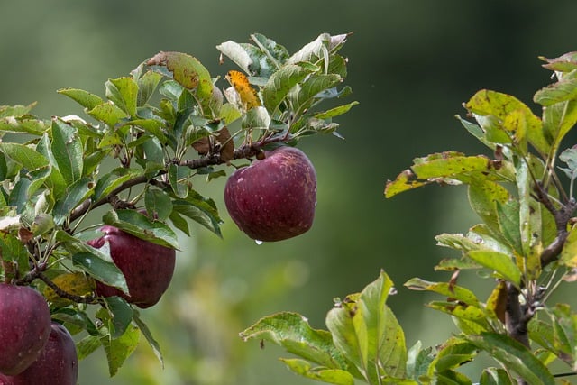 Green Apples