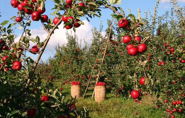 Green Apples