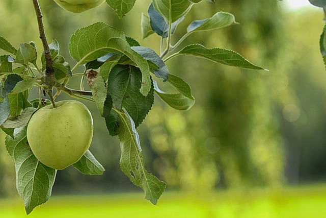 Green Apples