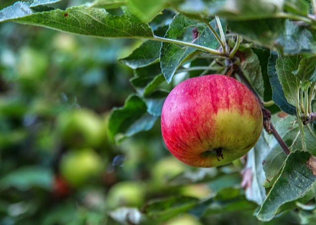 Green Apples