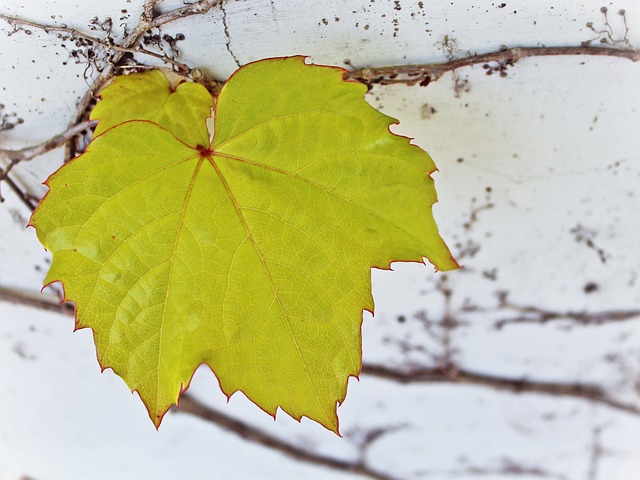 Green grapes