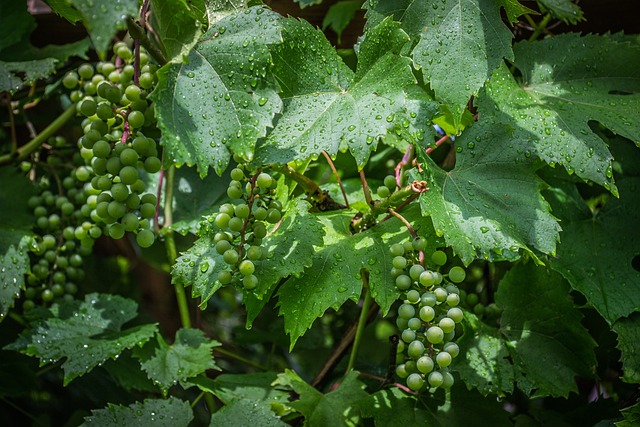 Green grapes