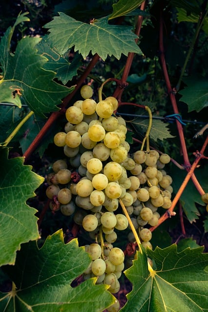 Green grapes