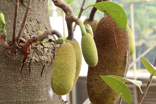 Green Jackfruit