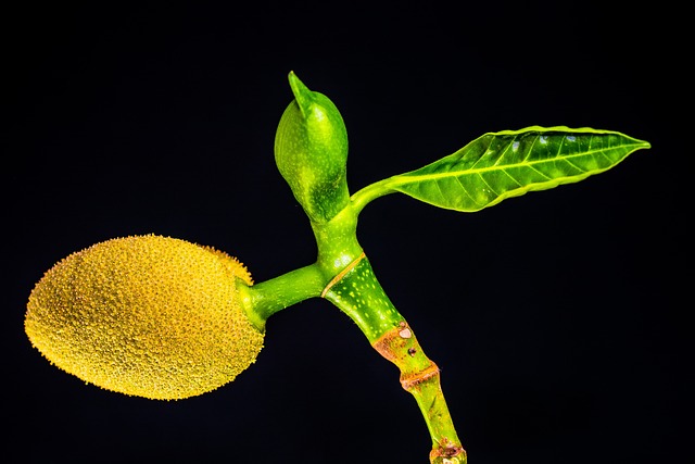 Green Jackfruit