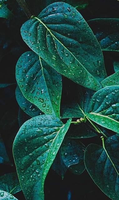 Green Jackfruit