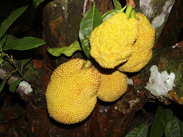 Green Jackfruit