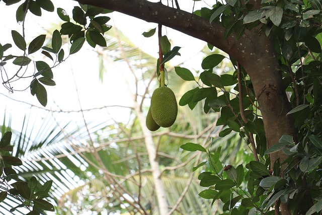 Green Jackfruit