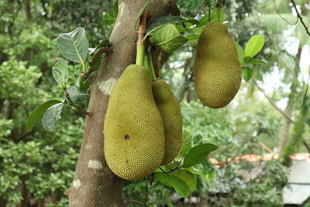 Green Jackfruit