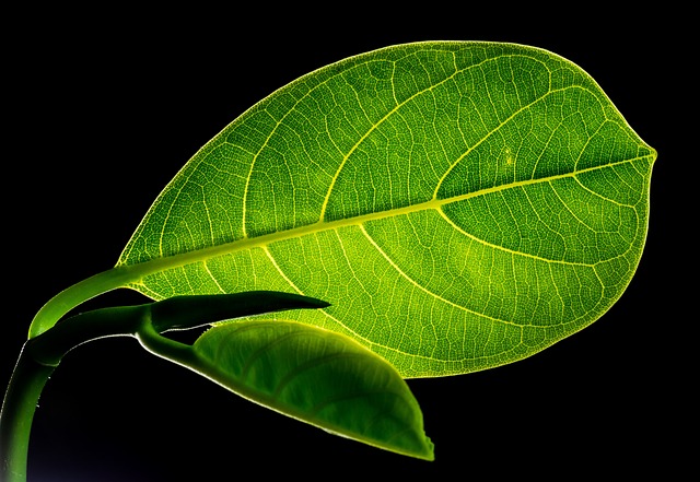 Green Jackfruit