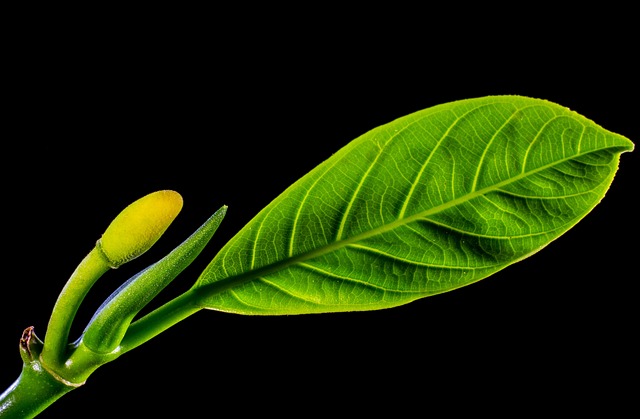 Green Jackfruit