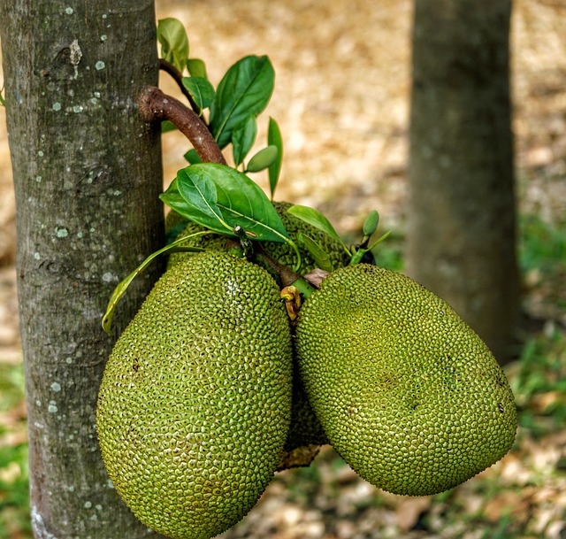 Green Jackfruit