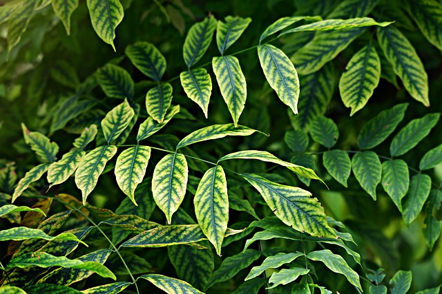 Green Jackfruit