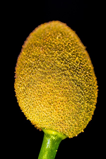 Green Jackfruit