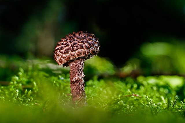 mushroom gummies