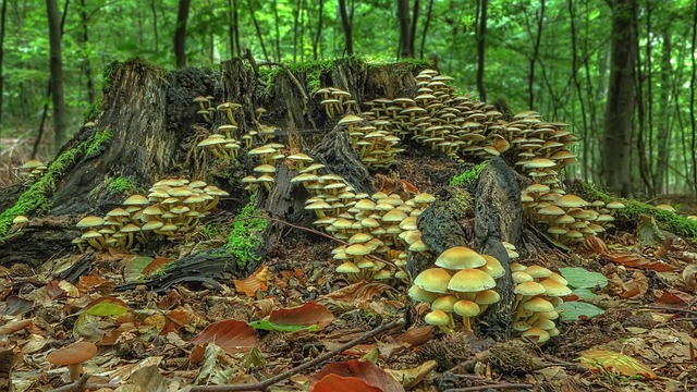 mushroom gummies