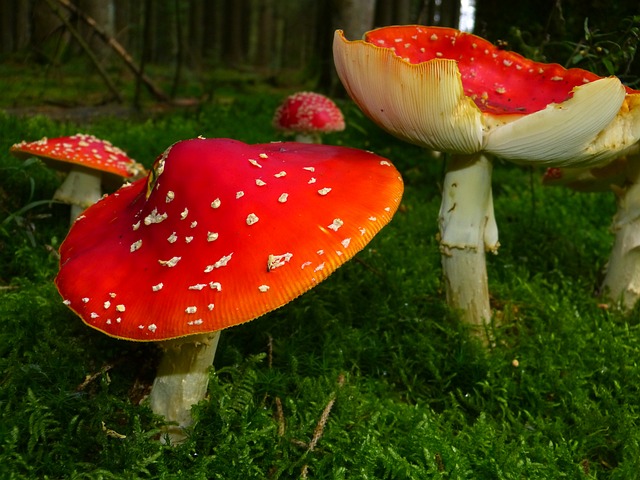 mushroom gummies