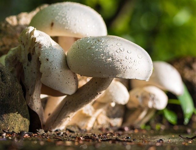 mushroom gummies