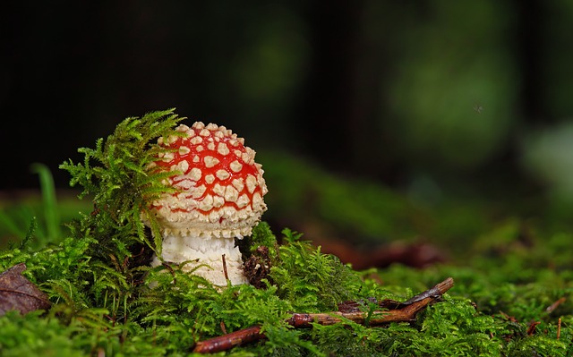 mushroom gummies