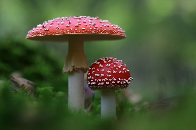 mushroom gummies