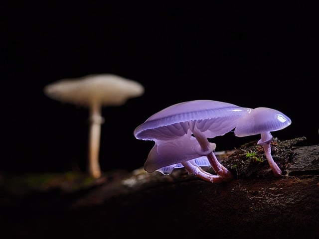 mushroom gummies