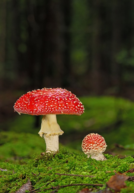 mushroom gummies