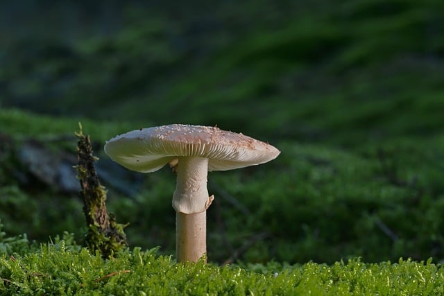 mushroom gummies