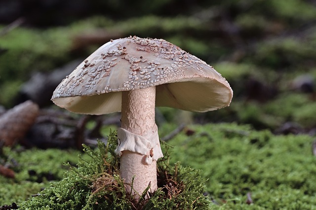 mushroom gummies