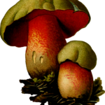 mushroom-gummies-640x480-88595976.png