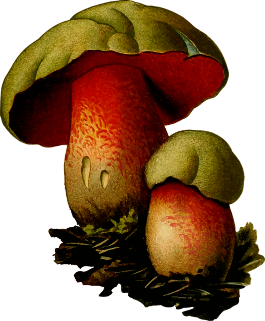 mushroom-gummies-640x480-88595976.png