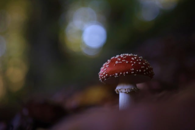 mushroom gummies