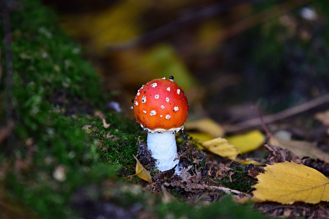 mushroom|coffee