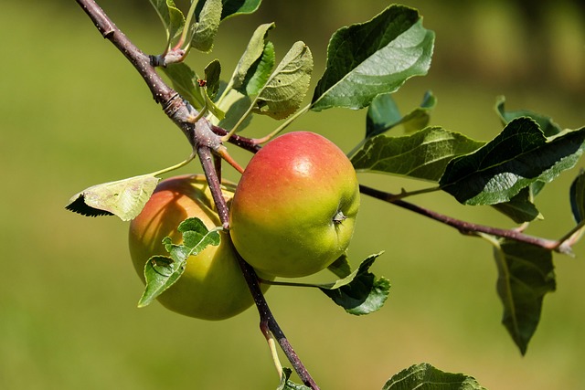 Red Apples