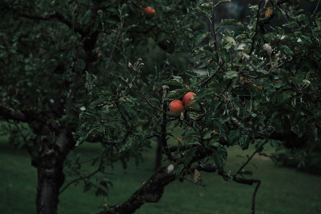 Red Apples