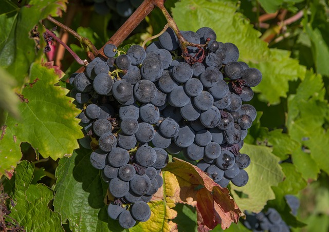 red-grapes-640x480-13350012.jpeg