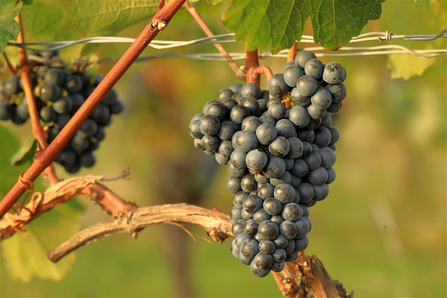 Red grapes