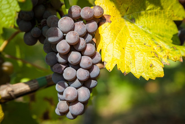 Red grapes