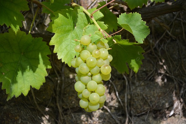 Red grapes