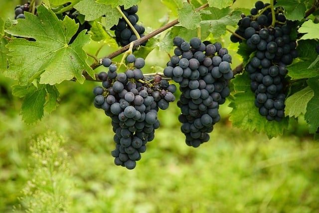 Red grapes