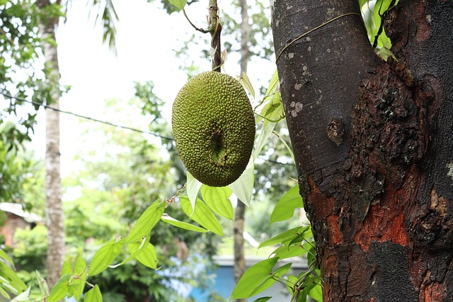 Red Jackfruit