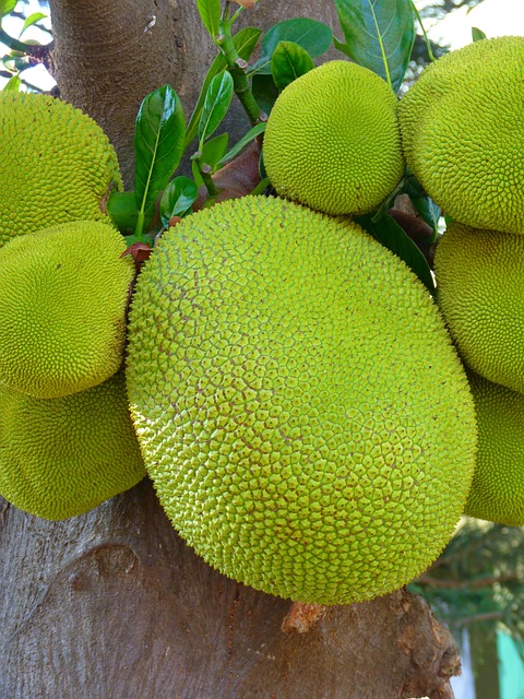 Red Jackfruit