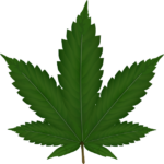 cannabis-weed-marijuana-640x480-22043229.png