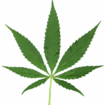 cannabis-weed-marijuana-640x480-37919851.png